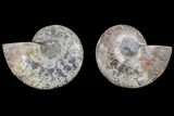 6.7" Agate Replaced Ammonite Fossil - Madagascar - #166897-1